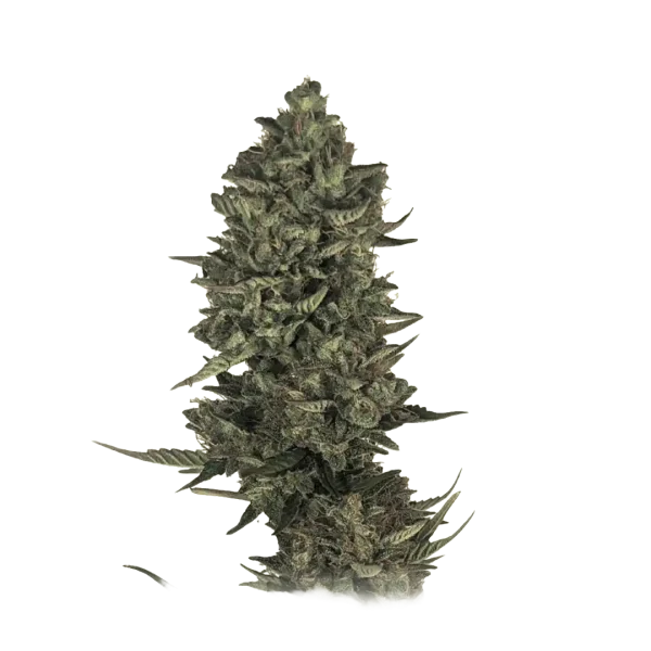 Super Lemon Haze