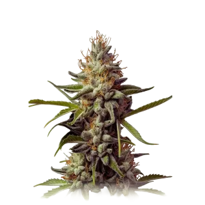 Super Silver Haze