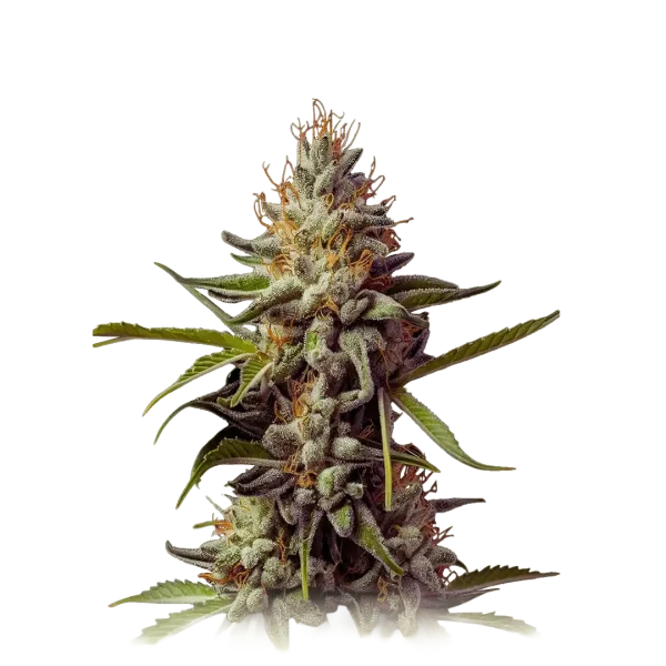 Super Silver Haze