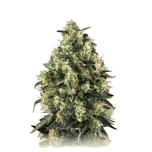 Super Skunk