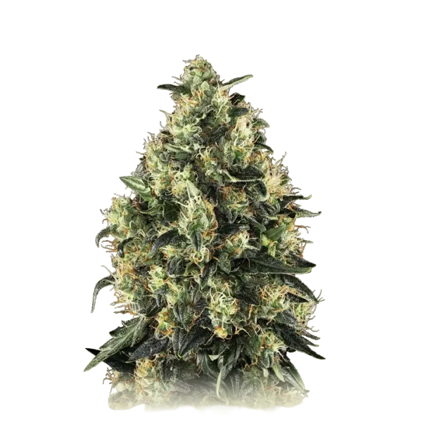 Super Skunk