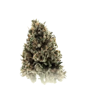 Tangerine Gelato Auto