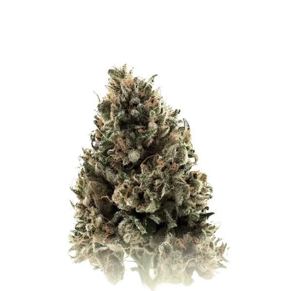 Tangerine Gelato Auto