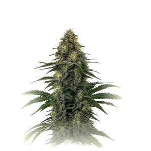 Tangie