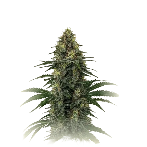 Tangie