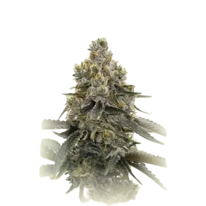 Therapy Auto CBD