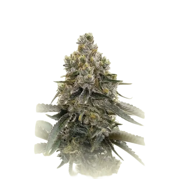 Therapy Auto CBD