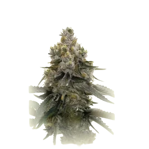 Therapy CBD