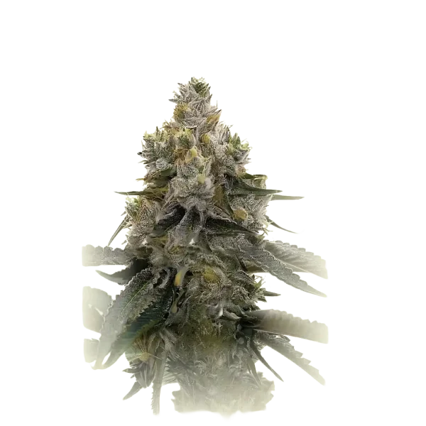 Therapy CBD