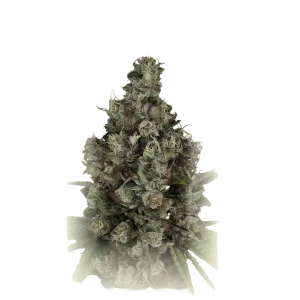 Triangle Platinum