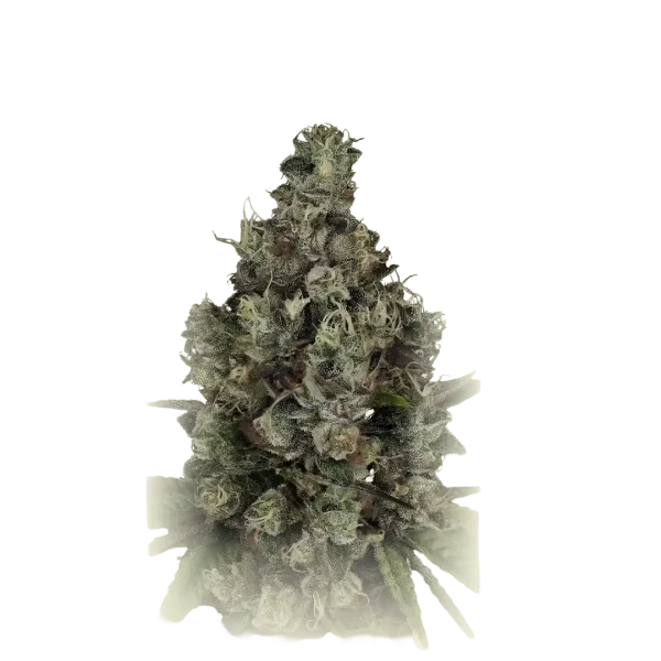 Triangle Platinum