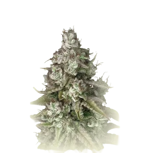 Triangle Platinum Auto