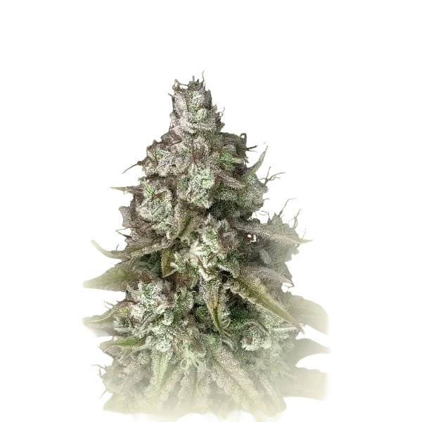Triangle Platinum Auto