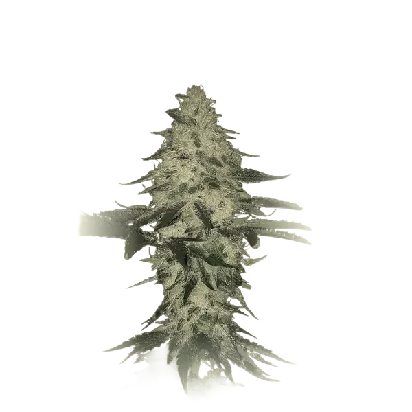 Triple Xxx Auto