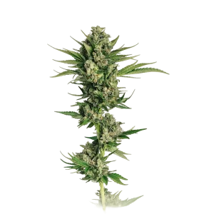 Tropicanna Cherry Autoflower