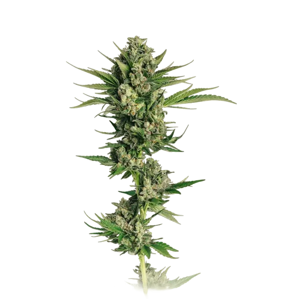 Tropicanna Cherry Autoflower