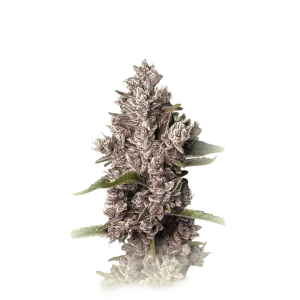 Tropicanna Fast F1