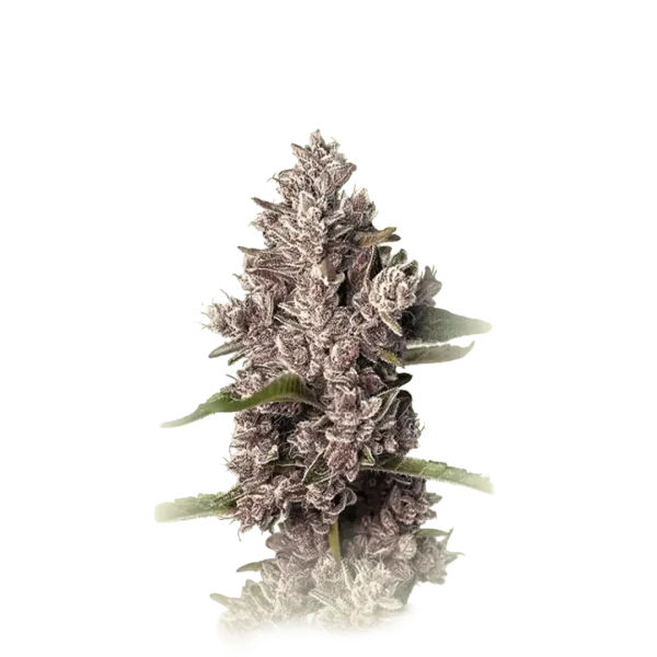 Tropicanna Fast F1