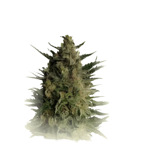 Tropicanna Runtz Auto