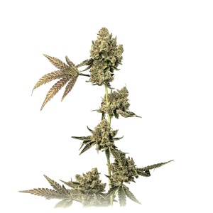 True OG Autoflower