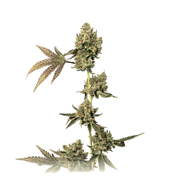 True OG Autoflower