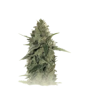 Tutti Frutti Auto