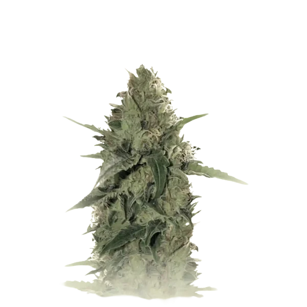 Tutti Frutti Auto
