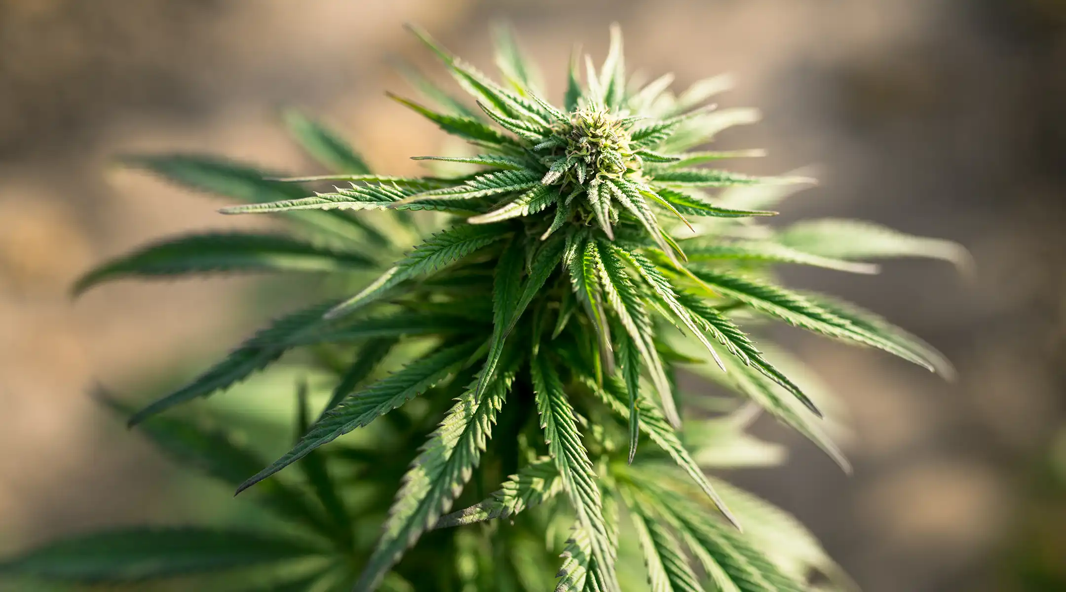 Thai-Landrace-Seeds copy