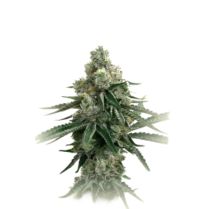 Wedding Cookies