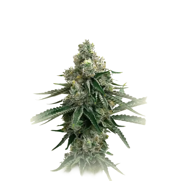 Wedding Cookies