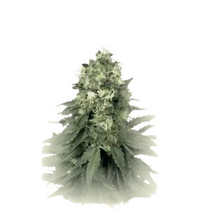 Wedding Cookies Auto