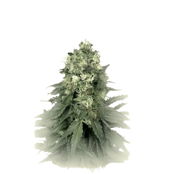 Wedding Cookies Auto