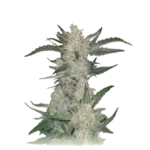 White Rhinno