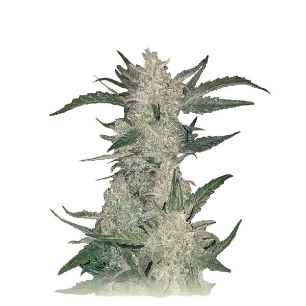 White Rhinno