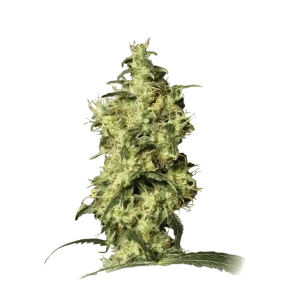 White Widow