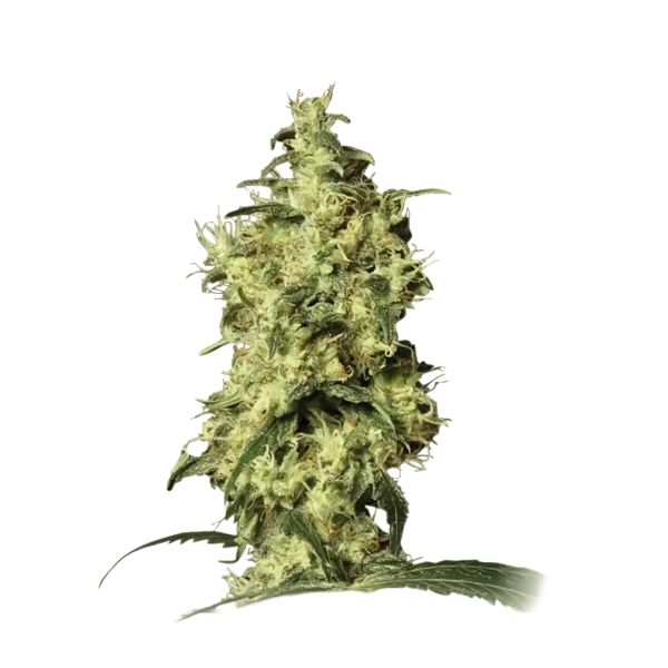 White Widow