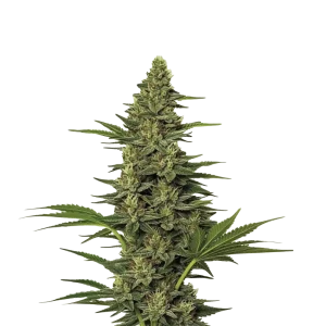 Widow Fast F1