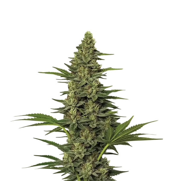 Widow Fast F1