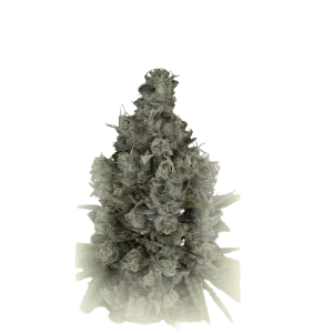 Zkittelz