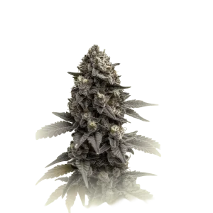 Zkittlez CBD