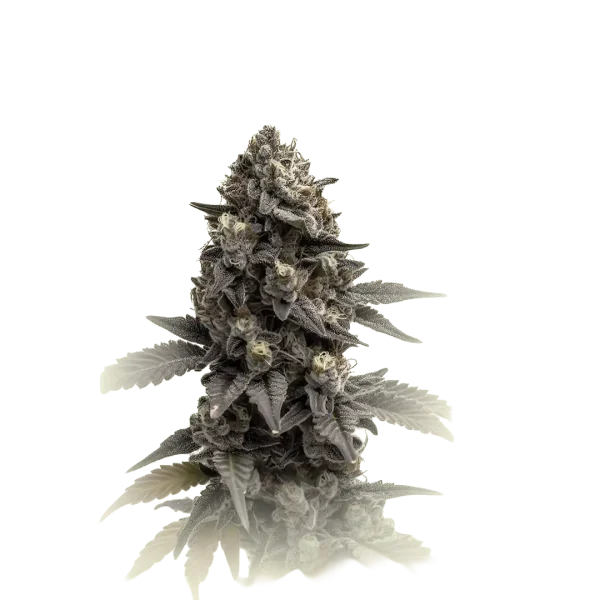 Zkittlez CBD