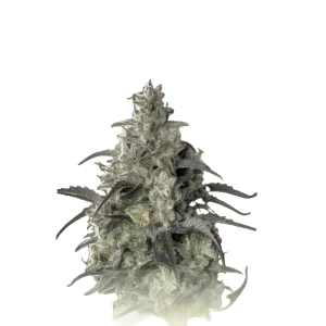 Ztrawberry OG