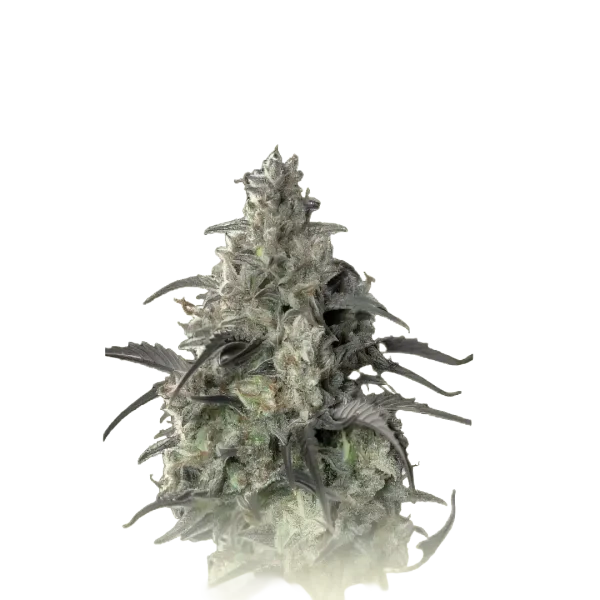 Ztrawberry OG