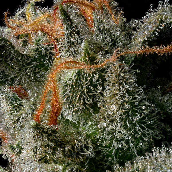 F1 Apollo - Image 10