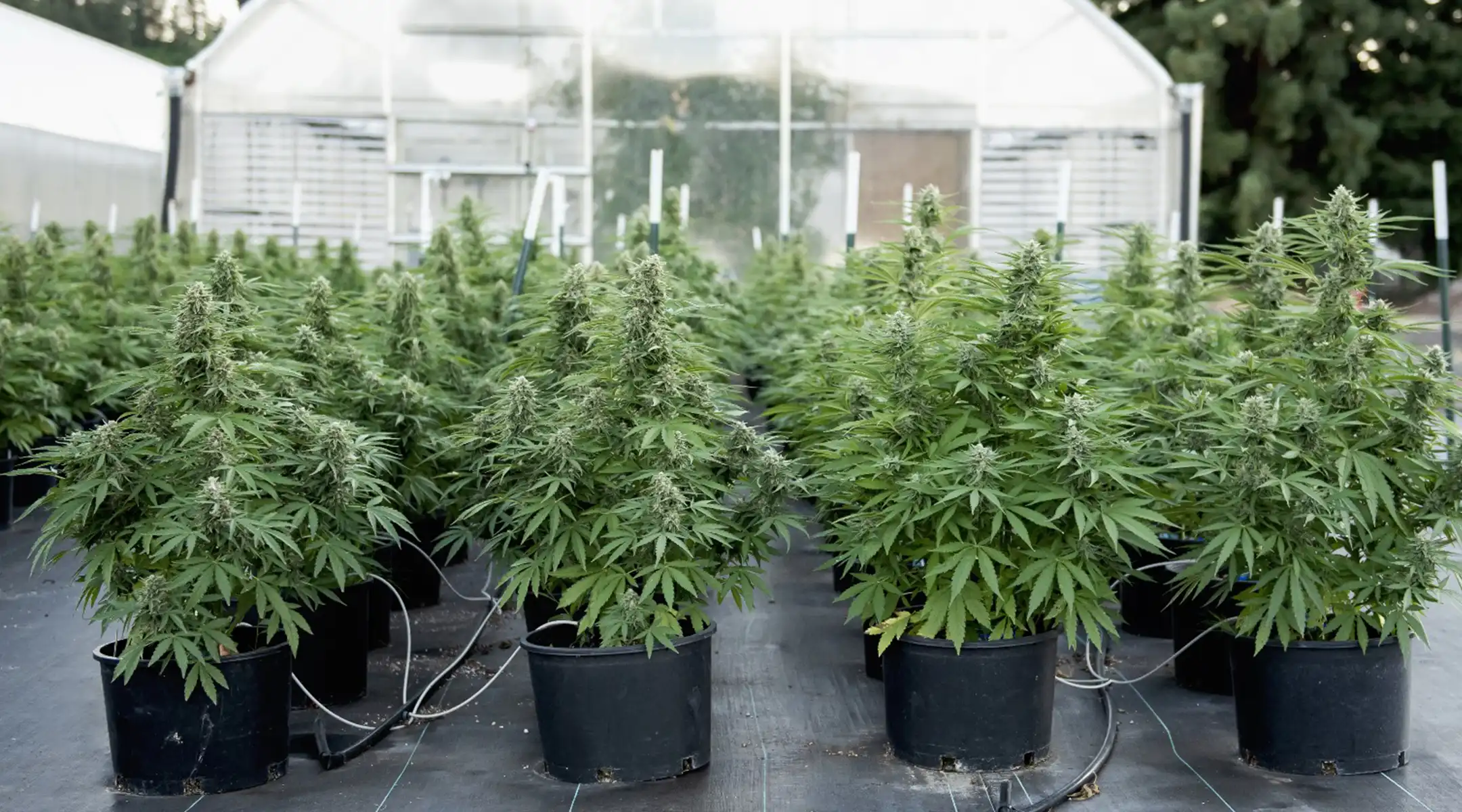 f1-Hybrids-Outdoor